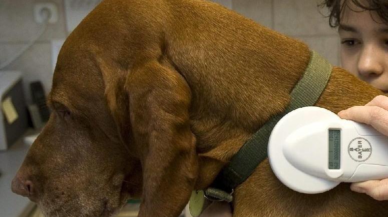 A Marrubiu microchip gratuito per i cani