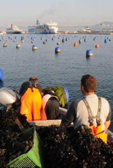 Il futuro della mitilicoltura fa litigare Nizzi e Monaco 