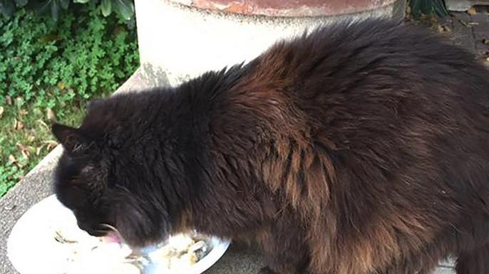 È scomparso il gatto mascotte dell'ospedale di Alghero: l’hanno ucciso? 