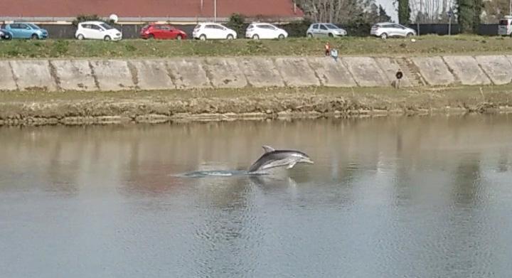 Il delfino "pisano" nella foto inviata da Debora Gaggini