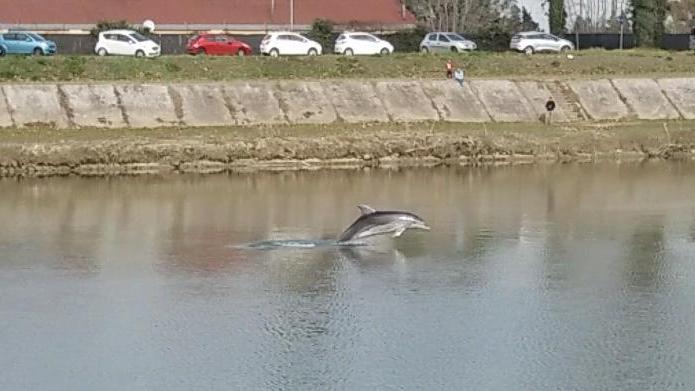 Il delfino "pisano" nella foto inviata da Debora Gaggini