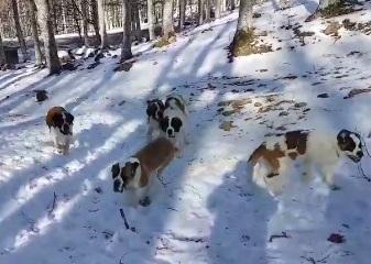 Una montagna di dolcezza dai San Bernardo sull’Amiata