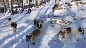 Una montagna di dolcezza dai San Bernardo sull’Amiata
