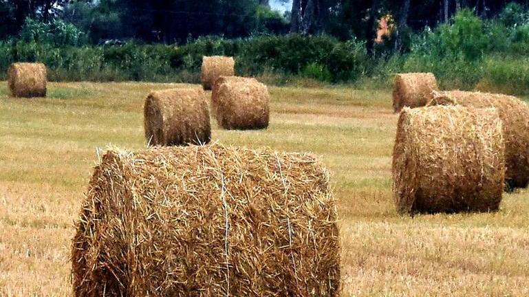 La Maremma corre in soccorso degli allevatori marchigiani