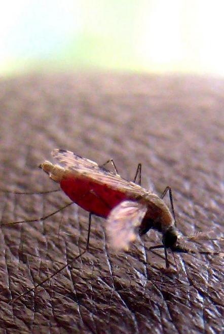 In un libro le “colpe” della malaria 