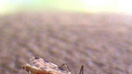 In un libro le “colpe” della malaria