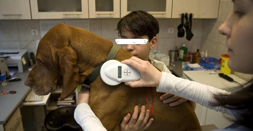 Microchippatura dei cani richiesta dai cacciatori
