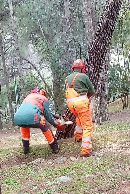 Messa in sicurezza e pulizia delle aree verdi urbane