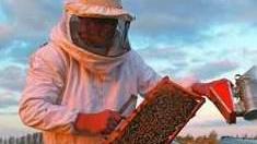 Abbasanta, corso Laore sull’apicoltura