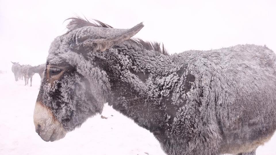 Un asinello di razza amiatina dell'azienda agricola Scolastici di Pieve Torina sotto la neve (gennaio 2017)