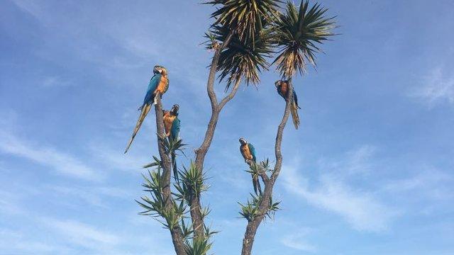 I quattro grandi pappagalli Ara dell'Arbatax Park Resort