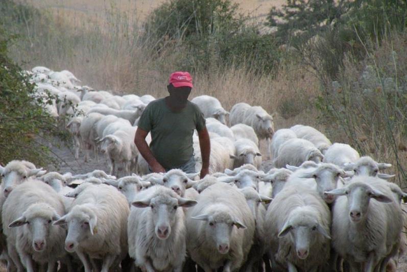 In trincea per la guerra del pecorino 