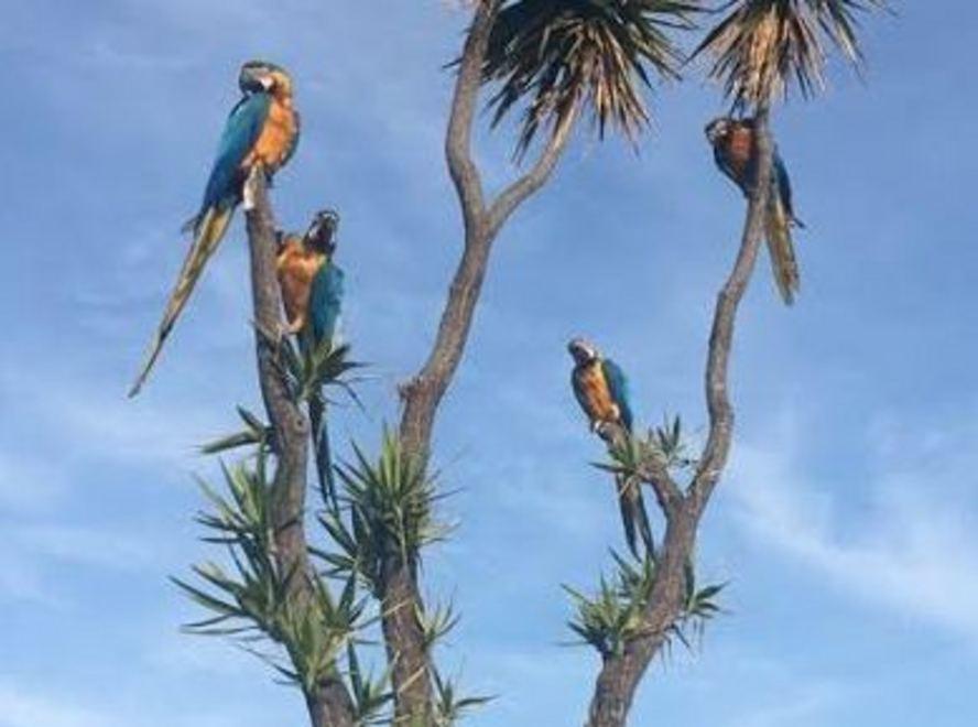 Spariti i pappagalli del resort si teme che siano stati uccisi