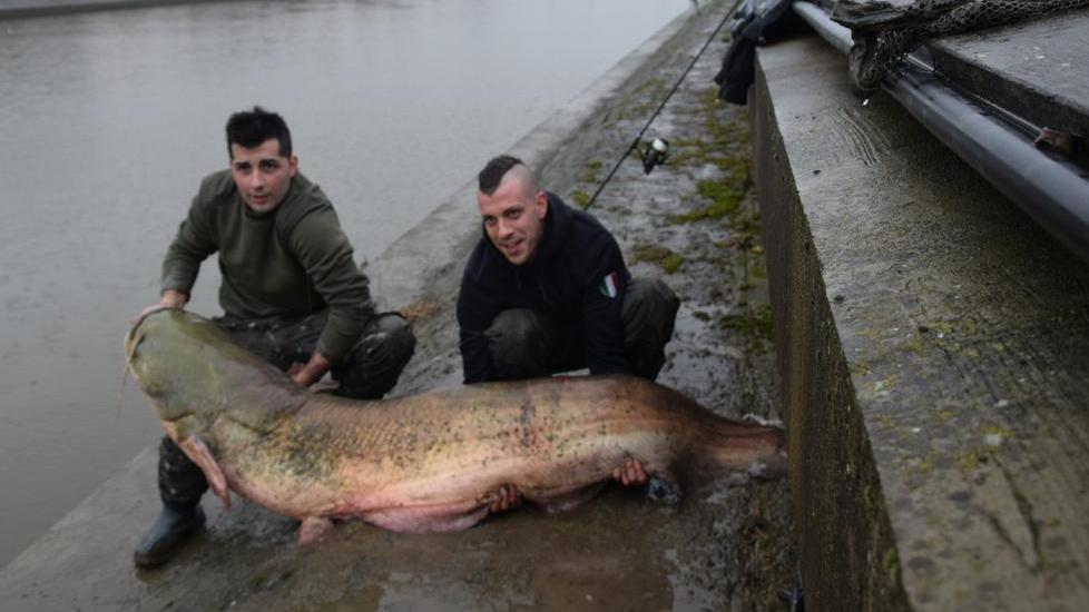 Un pesce siluro di oltre due metri