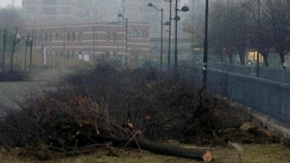 «Nessuna strage di piante abbattiamo quelle malate»