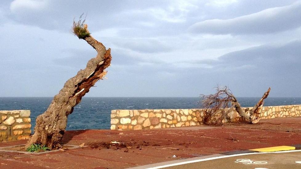 Albero spezzato dal vento