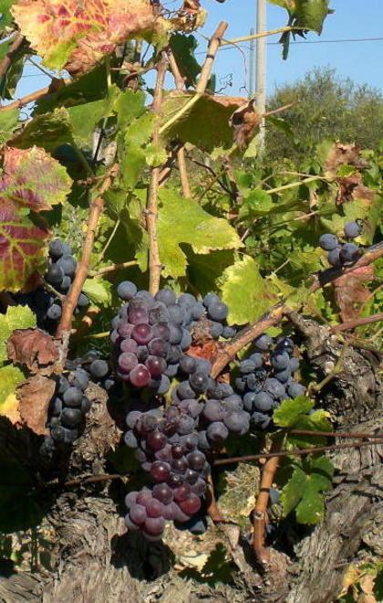 Cannonau, 104 cantine in vetrina 