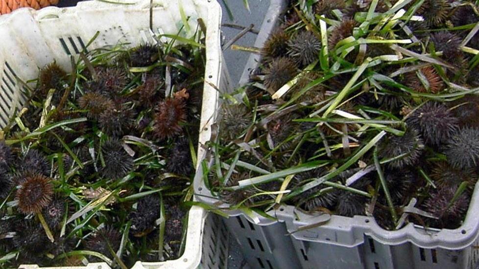 C’è il sì del ministero Cabras ha il via libera per la pesca dei ricci