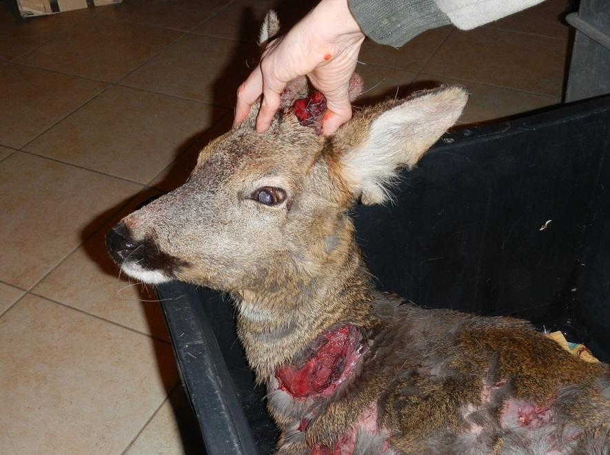 Prignano: «Animali sbranati? Sono i cani, non i lupi» 