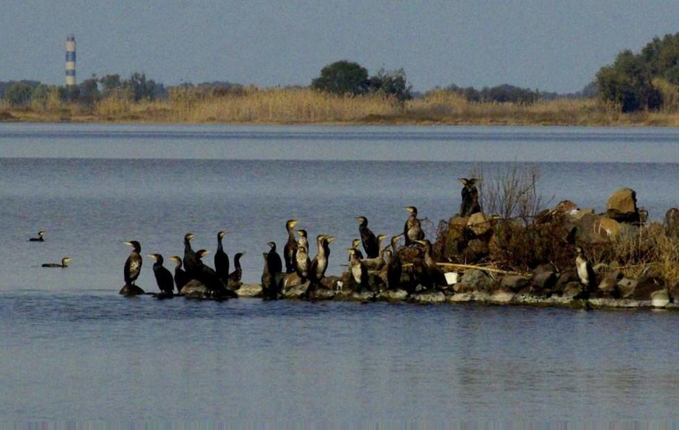 Cormorani, più tempo per l’abbattimento 