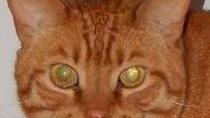 Famiglia disperata cerca il gatto rosso Kelemè