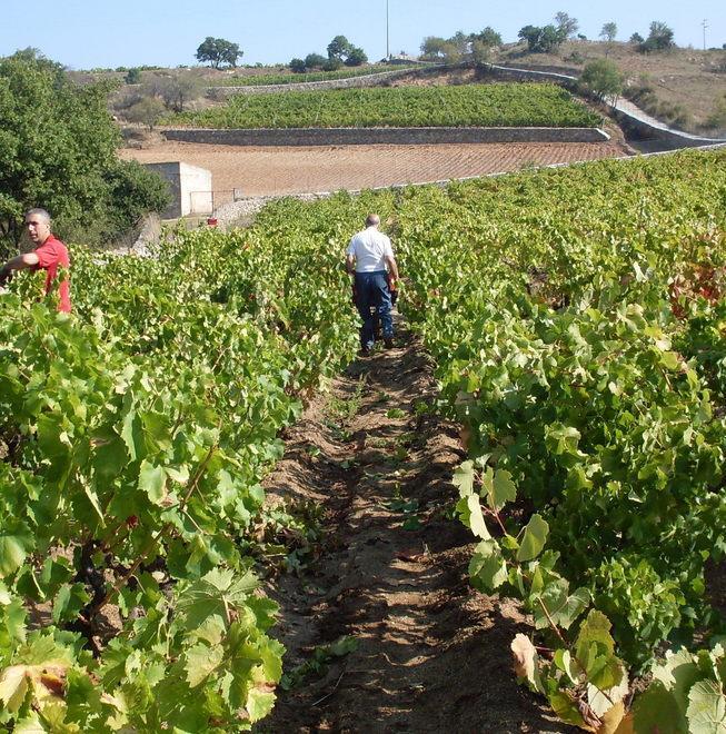 La vetrina mondiale del Cannonau snobba Nuoro: scoppia la polemica