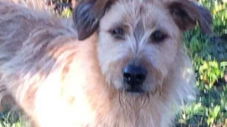 Cane ucciso negli impianti «Fatto grave e inammissibile»