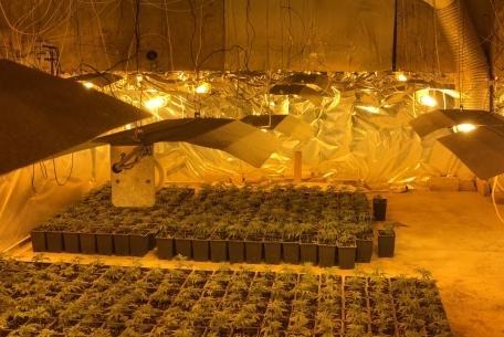 La criminalità organizzata nelle serre gestite da cinesi 
