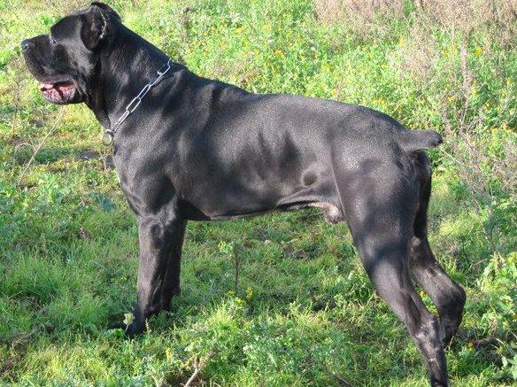 Lama Mocogno: spara al cane del vicino, è indagato, sequestrato il fucile 