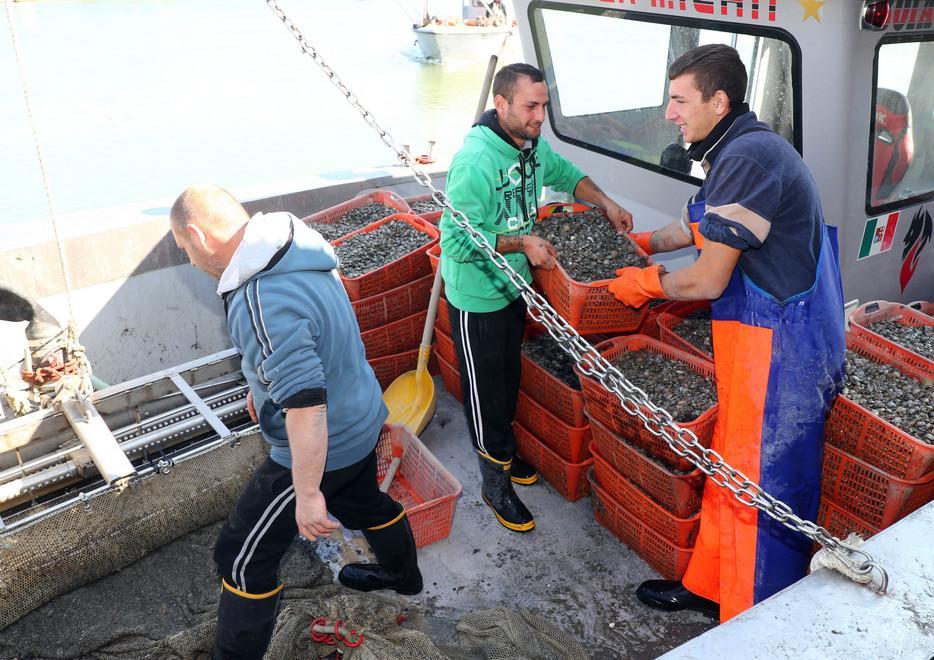 Poca acqua nei canali e le vongole muoiono Pescatori allarmati 