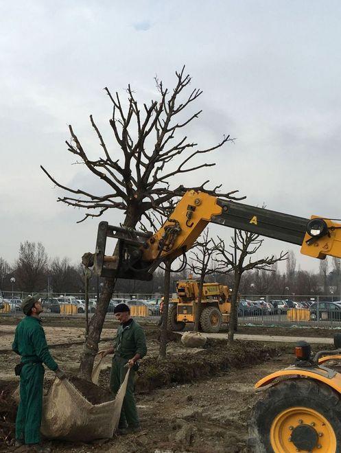 È iniziato il trasloco degli alberi 