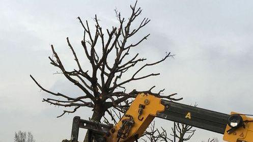 È iniziato il trasloco degli alberi