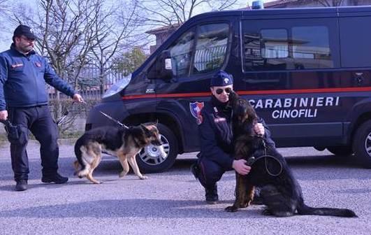 La droga era sotto le siepi Blitz dei carabinieri in Gad 