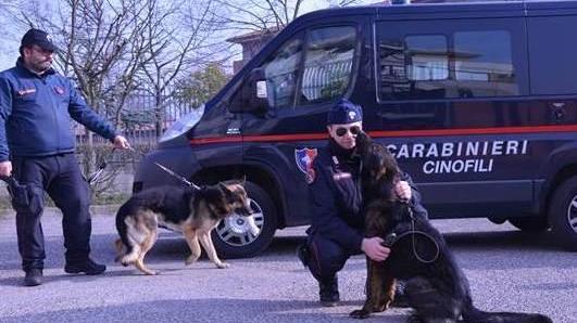 La droga era sotto le siepi Blitz dei carabinieri in Gad