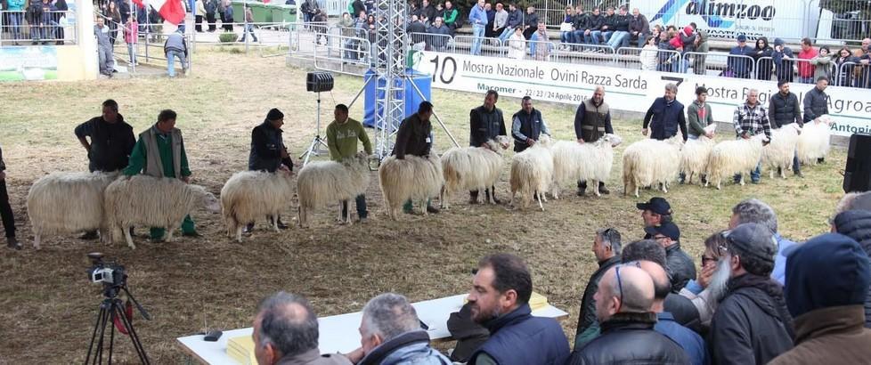 Rassegna nazionale degli ovini, una vetrina per la Sardegna 
