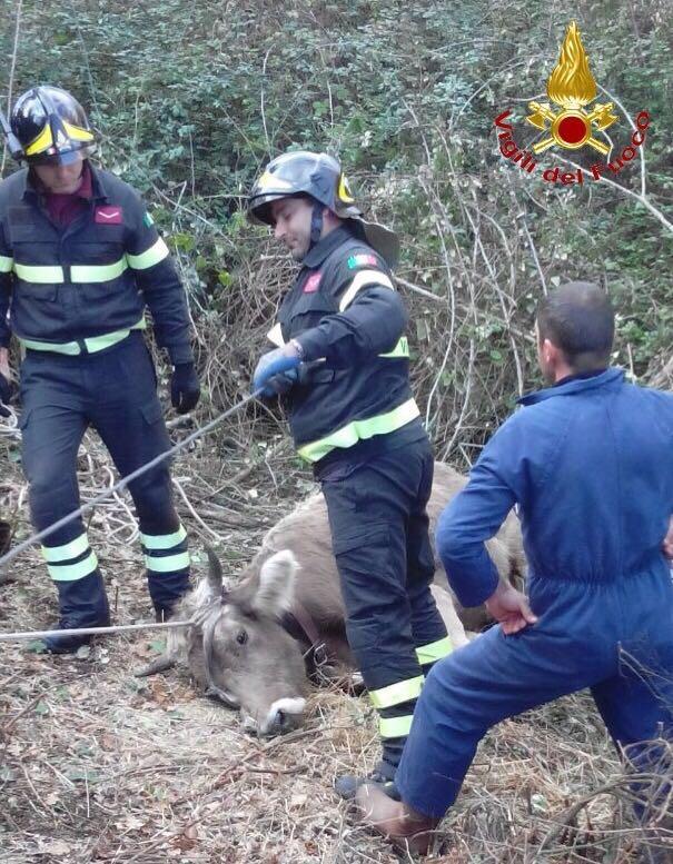 I vigili del fuoco con la mucca appena recuperata