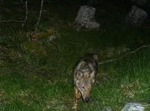 Critiche dal Parco al servizio sui lupi di Striscia la notizia