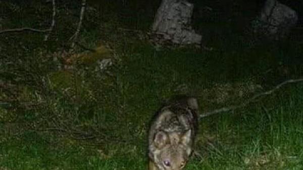 Critiche dal Parco al servizio sui lupi di Striscia la notizia