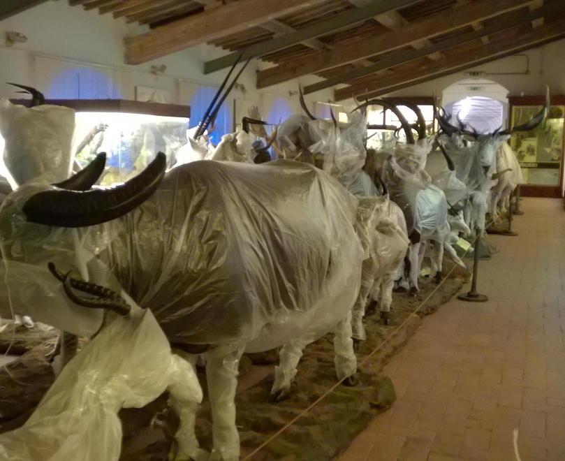 Mezzo milione per ampliare il Museo di Calci 