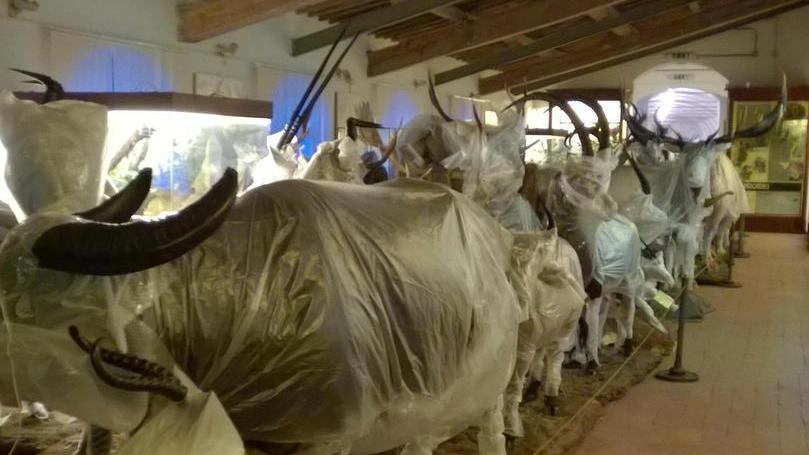 Mezzo milione per ampliare il Museo di Calci