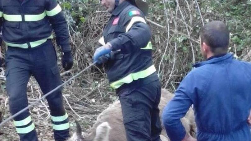 Una mucca caduta in un dirupo salvata dai vigili del fuoco