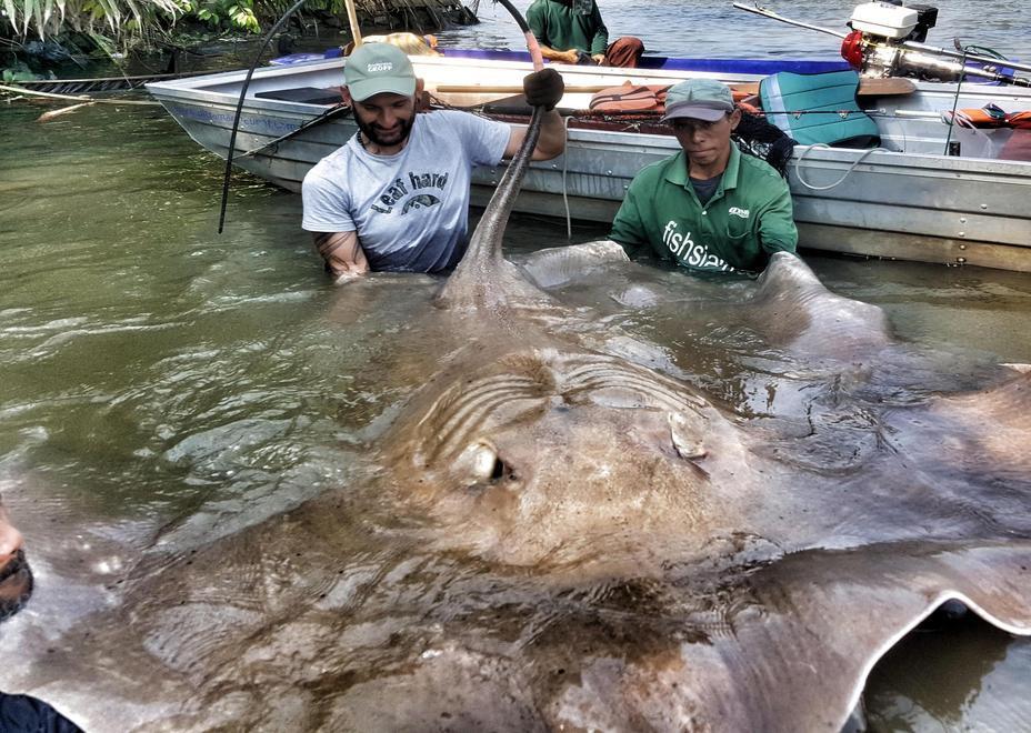Il cavriaghese Yuri Grisendi pesca una razza di 240 chili 