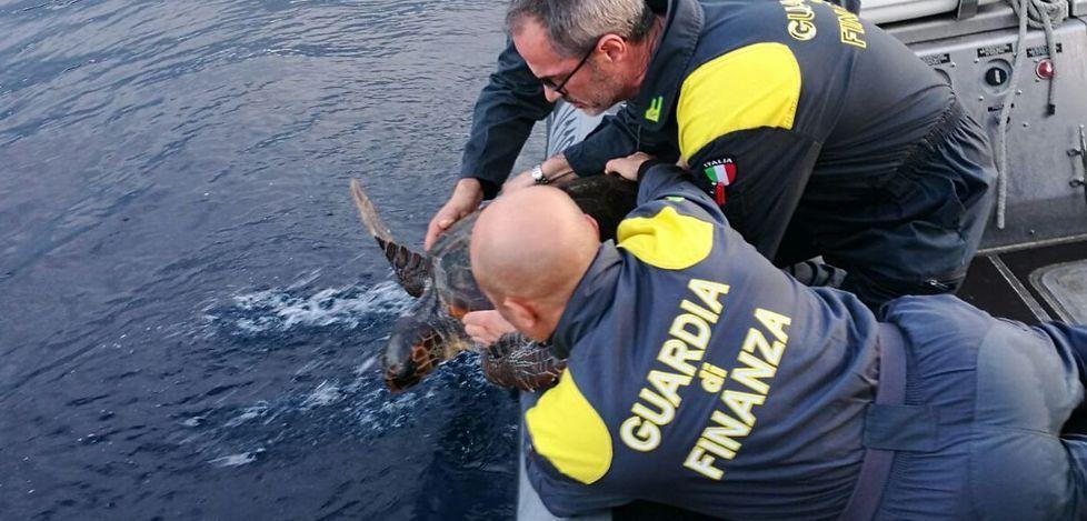 Alghero, tartaruga marina salvata al largo di Punta Giglio 