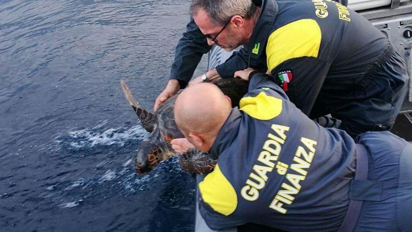 Alghero, tartaruga marina salvata al largo di Punta Giglio 