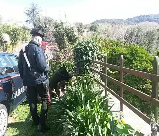 La piantagione scoperta a Badesi