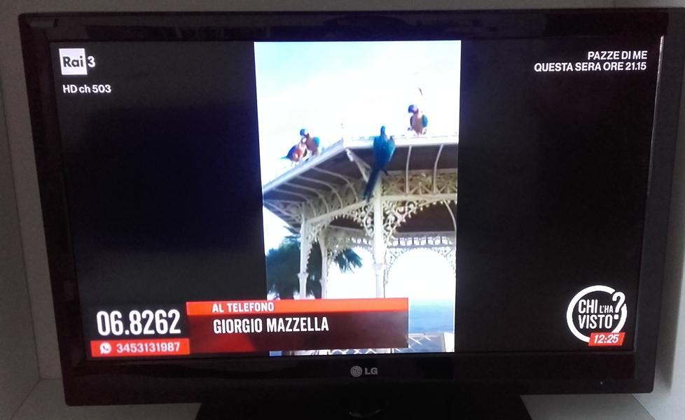 I pappagalli di Mazzella in tv a “Chi l’ha visto?” 
