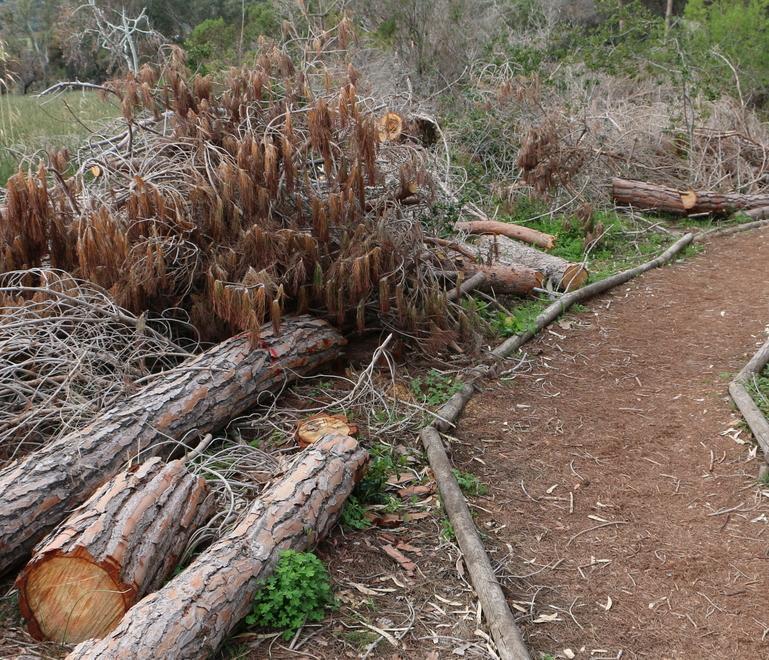 Sorso, un “cimitero” di alberi sulle rive dello stagno di Platamona