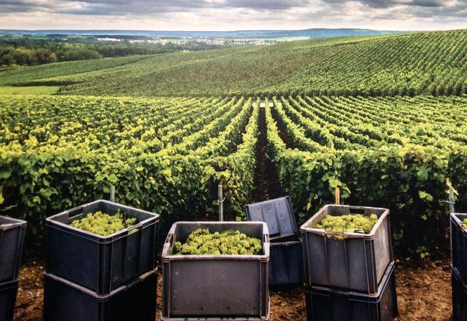 Vini sardi e champagne, le strade si incrociano 