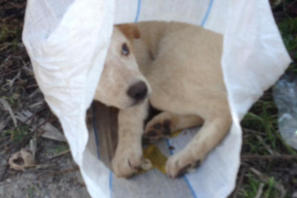 Tre cuccioli abbandonati dentro un sacco