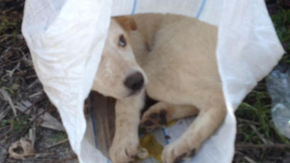 Tre cuccioli abbandonati dentro un sacco